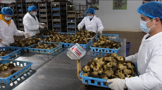 黔西南贞丰 黑牛肝菌工厂化生产基地正式投产，引领食用菌产业创新发展