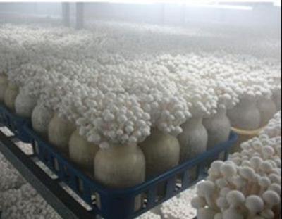 贺州喷雾加湿设备厂与南宁正雄携手 科技赋能食用菌研发新篇章