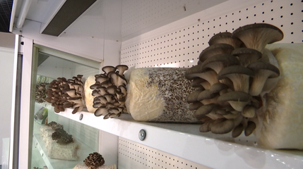 勇闯大上海，永泰人匠心独运铸就“菌菇王国”