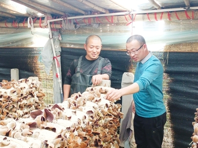 鱼台影像 毛木耳特色产业催农富，科技研发引领食用菌新篇章