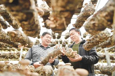 阜平脱贫记 食用菌研发的“金钥匙”