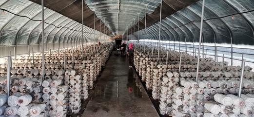 从菌种到市场 同心县如何打造食用菌产业致富的闽宁协作新样本