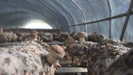 重庆市城口县 科技引领，多措并举，扎实推动食用菌产业提质增效