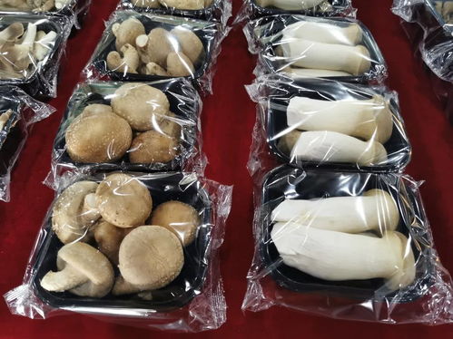 守护舌尖上的安全 宝山食品生产企业开展自律互查活动 聚焦食用菌研发