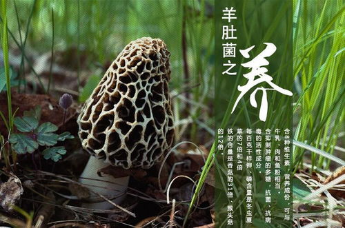 云南春信农业 食用菌种植形势良好，研发驱动未来可期